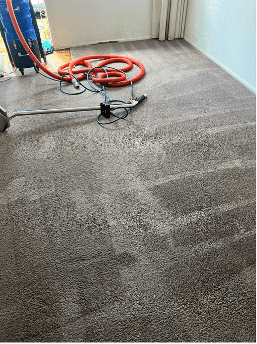 Carpet Cleaning Auckland