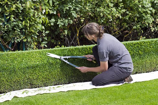 Hedge Trimming Auckland ​
