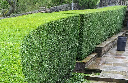 Hedge Trimming Auckland ​