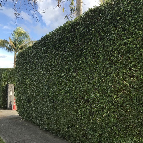 Hedge Trimming Auckland ​