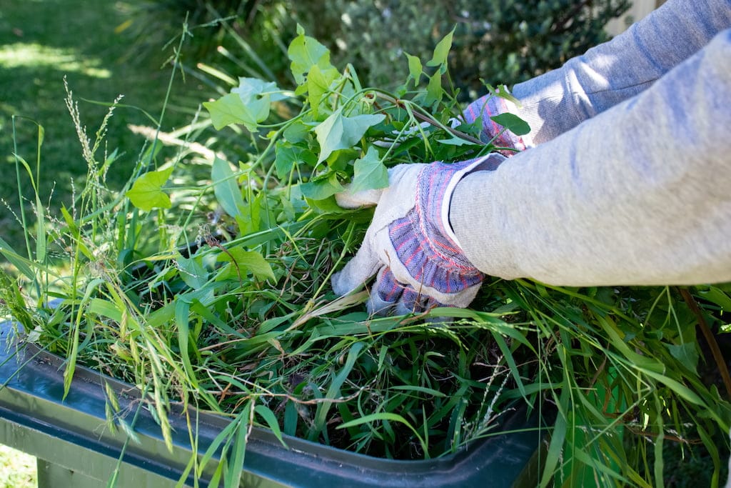 Professional Green Waste Removal Auckland - October 2025