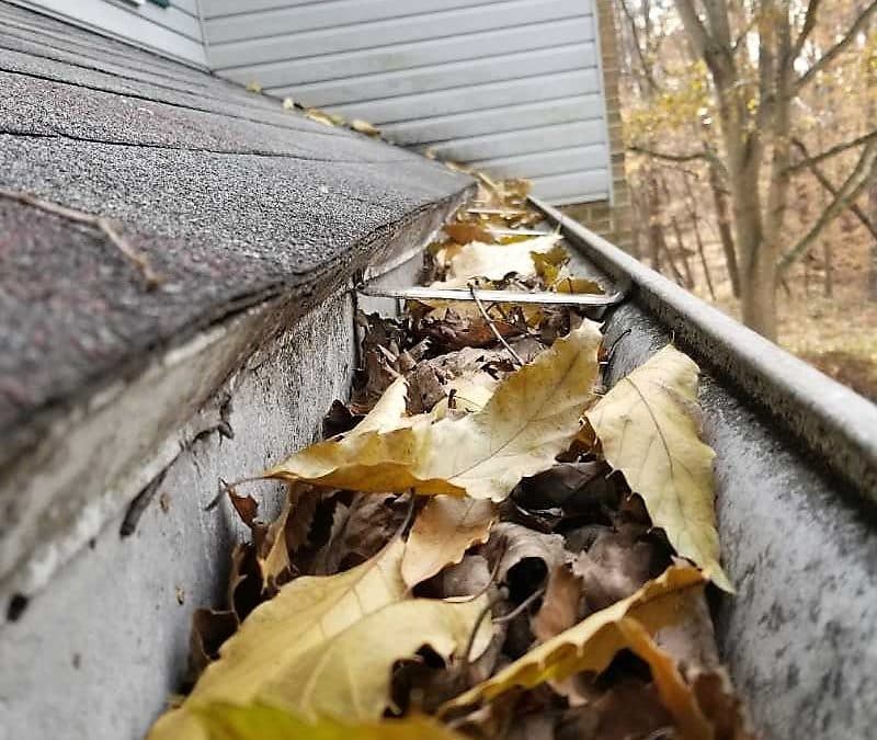 Professional Gutter Cleaning Auckland - October 2025