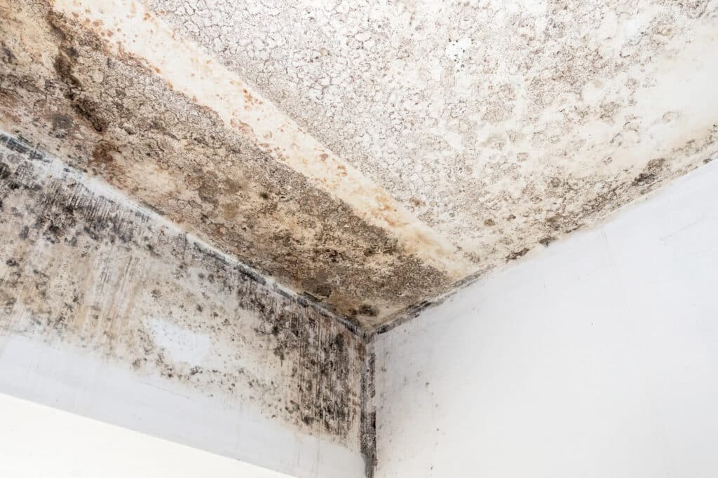Best Mould Removal Auckland - December 2025