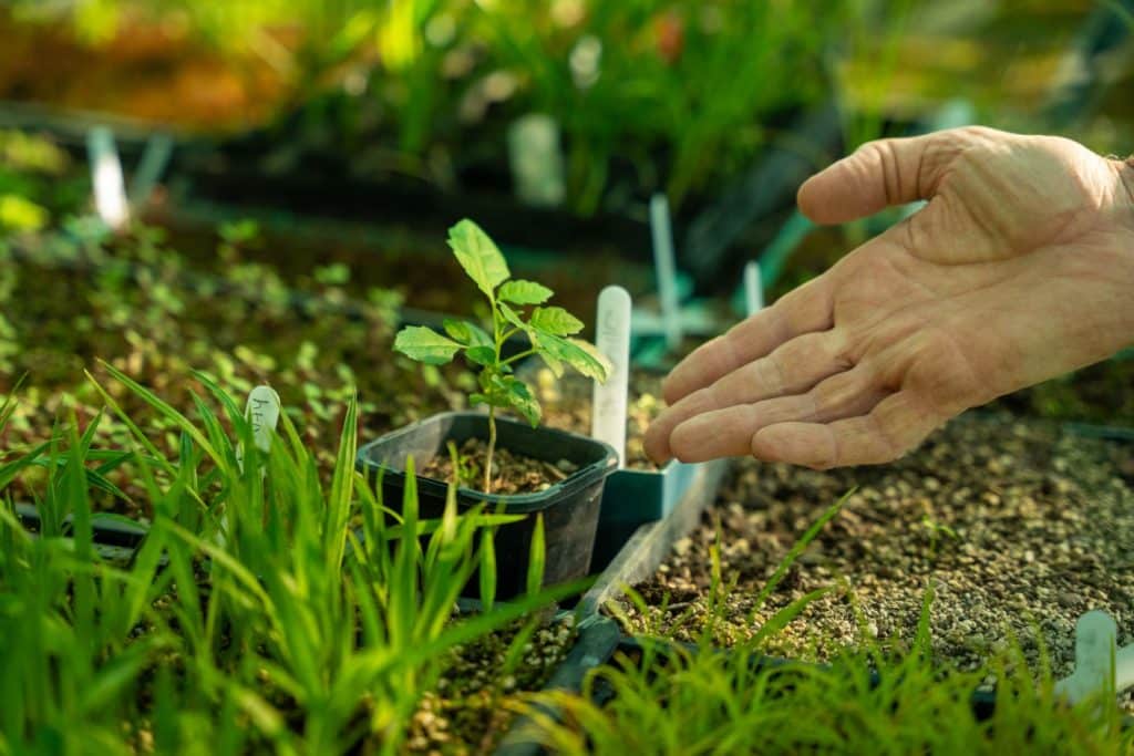 Expert Planting Auckland - October 2025