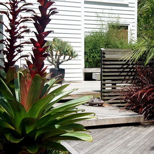 Cheap Planting Auckland - October 2025