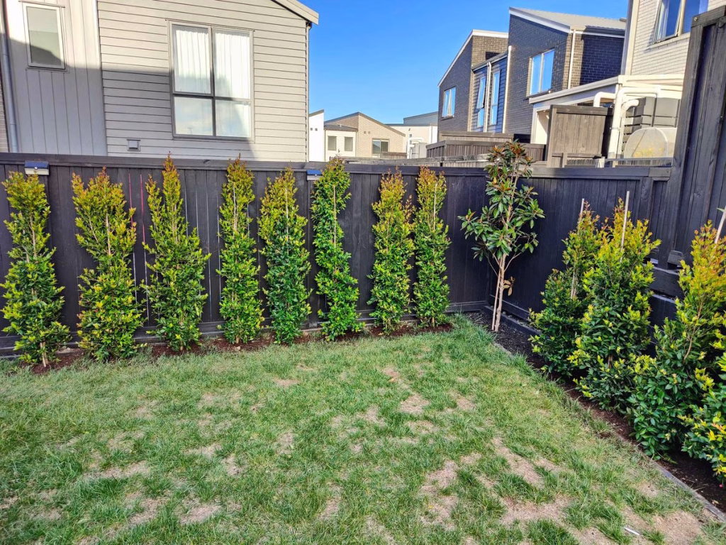Local Planting Auckland - October 2025